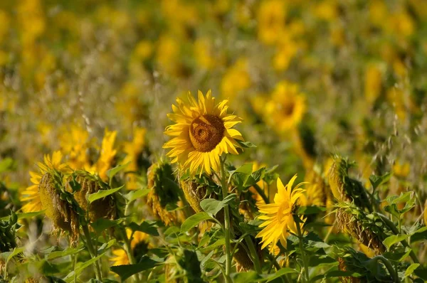 Sunflowers Growing Field Agriculture Concept — Stock Photo, Image