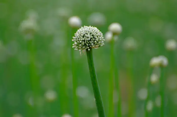 Włochy Marka Kwitnienie Cebuli Cebula Por Cebuli Bolle Cebula Allium — Zdjęcie stockowe