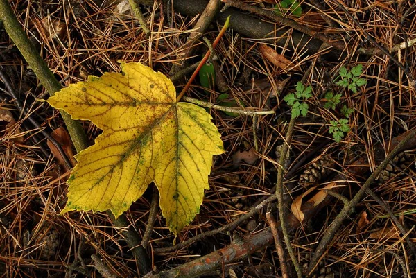 その隣の秋の森の床の黄色いメープルリーフ クレーンビルの若い葉 — ストック写真