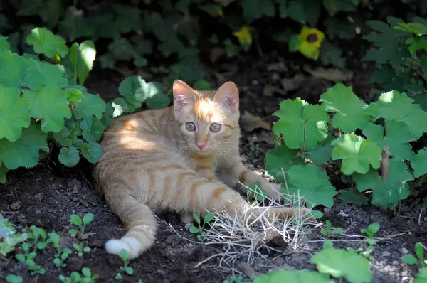 Czerwony Młody Felidae Ogrodzie Czerwony Młody Kot Domowy Felis Catus — Zdjęcie stockowe