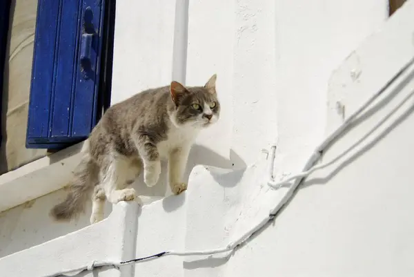 Kot Domowy Niebieski Biały Chodzenie Ścianie Gzyms Domu Tinos Island — Zdjęcie stockowe