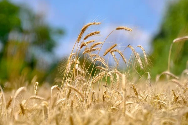 Rijpe Gerst Het Veld Graanveld — Stockfoto