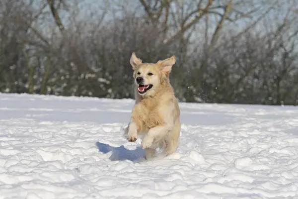 Golden Retriever Running Snow — Stock Photo, Image