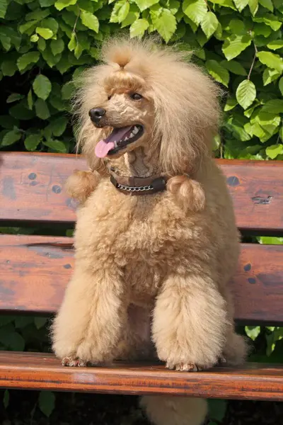 Small Poodle Apricot Sitting Bench — Stock Photo, Image