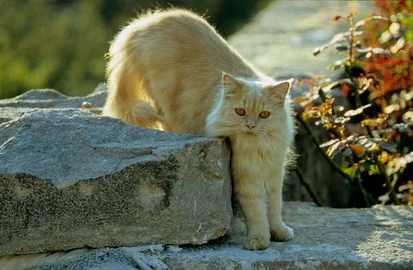 国内猫 クリーム色 レスボス ギリシャ ヨーロッパで着色されたクリーム色 — ストック写真