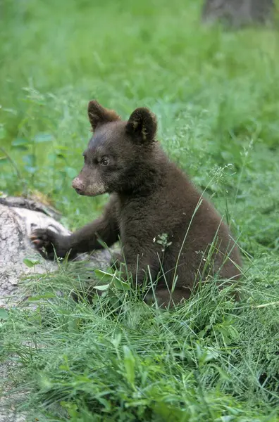 Urso Negro Americano Ursus Americanus Baribal Jovem — Fotografia de Stock