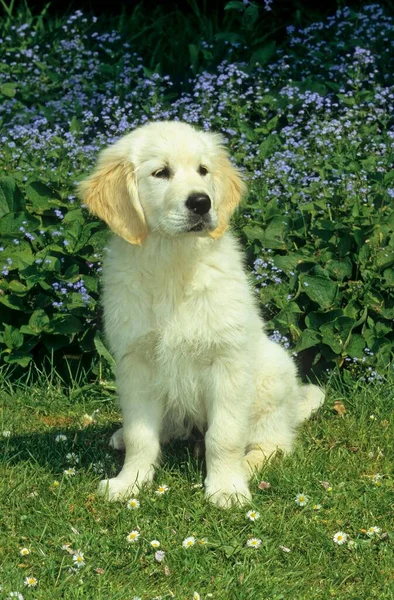 Złoty Pies Retriever Zewnątrz — Zdjęcie stockowe