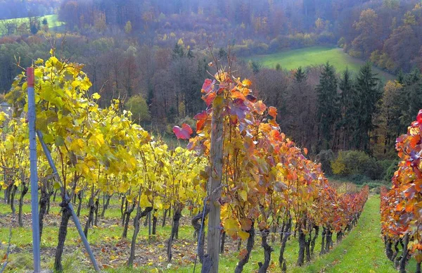 Vignoble Coloré Automne Près Oberderdingen Vignes Blanches Colorées Brouillard Forêt — Photo