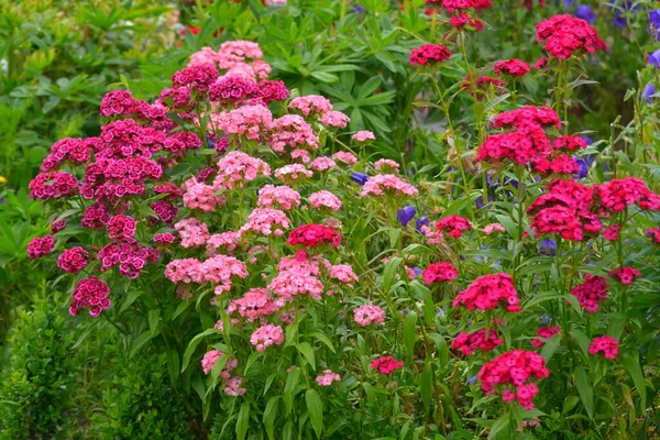 Various Bearded Carnations Flowering Garden — Stock Photo, Image