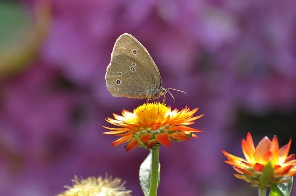 Метелик Чорна Голова Метелик Квітці — стокове фото