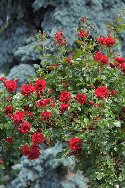 Red Climbing Rose Garden Rose Arch Rose Garden Oberderdingen — Stock Photo, Image