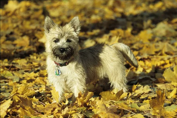 Cairn Terrier Bitch Months Old — Stockfoto