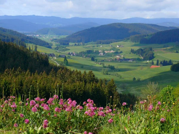 Schwarzwald Våren Blommor Utsikt Över Feldberg Ovanför Titisee Övre Schwarzwald — Stockfoto