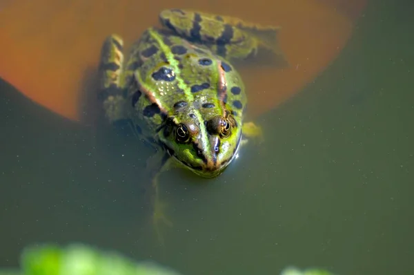 Close View Water Frog Pond — Stock Photo, Image