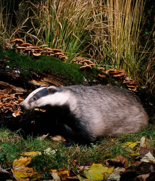 Badger, European badger (Meles meles)