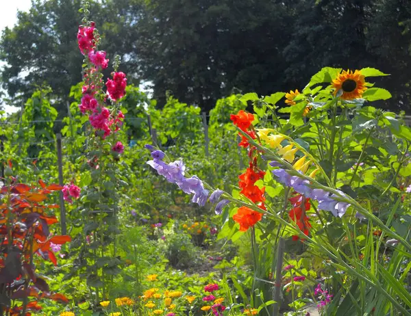 コテージガーデン 週末は庭に咲く様々な永遠の花をプロットする — ストック写真