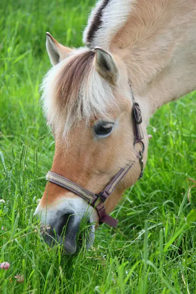 Norský Kůň Pastvině Norský Kůň Pastvině — Stock fotografie
