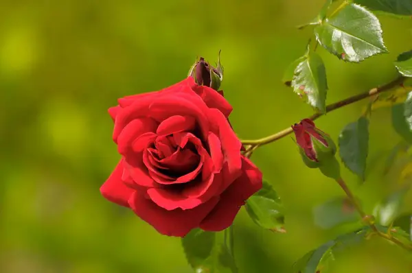 庭でピンクのバラ コブレンツからの挨拶 オーバーダーディンゲンのローズガーデン — ストック写真