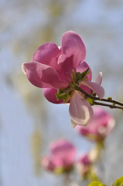 Bosque Negro Del Norte Baden Baden Alemania Magnolia Flor Foto —  Fotos de Stock