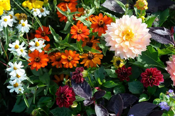 Různé Květiny Podzim Dahlias Dahlia Dahlia Zinnias Zinnia Elegans Zahradě — Stock fotografie
