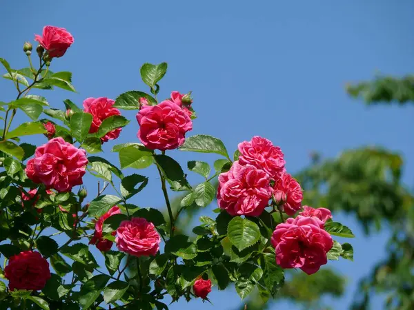 Rosas Arbustivas Florescendo Jardim — Fotografia de Stock