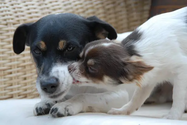 Jack Russell Terrier Jonge Chihuahua Twee Mannen Tricolour Chocolate Tan — Stockfoto