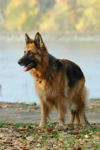 Německý Ovčák Fci Standard 166 Německý Ovčák Alsaský Pes Canis — Stock fotografie
