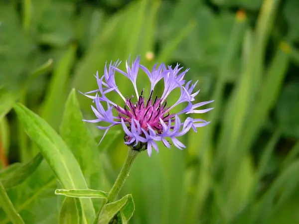 Perennial Cornflower Centaurea Montana — Stock Photo, Image
