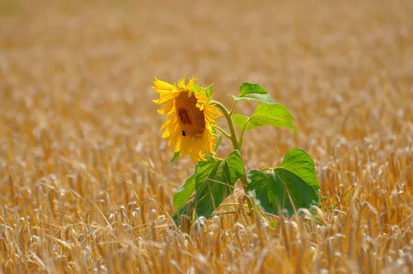 Straw Bales Sunflowers Helianthus Annuus Grain Field Sunflower — Stock Photo, Image