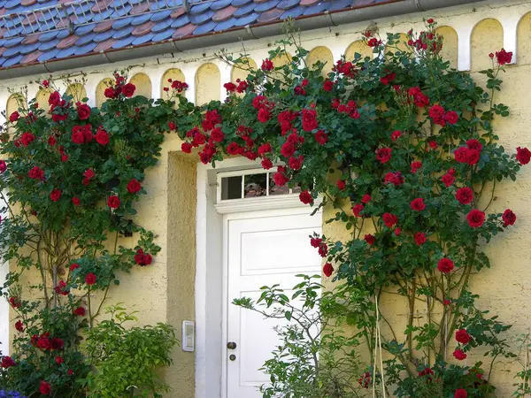 Czerwone Róże Wspinaczkowe Drzwiach Wejściowych — Zdjęcie stockowe