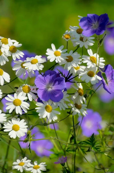 Kranichschnabel Blau Blühend Und Kamille Garten Wiesenkranich Geranium Pratense — Stockfoto
