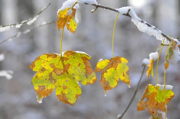 Кленовые Листья Снегу Лиственными Лесами Зимой — стоковое фото