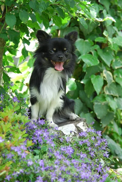 Chihuahua Male Longhair Tricolour Sitting Stump Tree Flowers Fci Standard — Stock Photo, Image