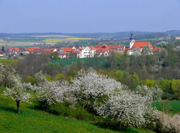 Flehingen Kraichgau Baden Wirtembergia Niemcy Drzewo Wiśniowe Kwiatach — Zdjęcie stockowe
