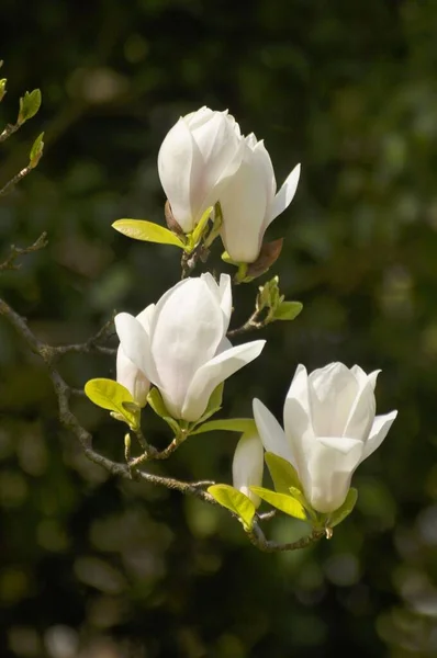Fleurs Magnolia Blanc Photo Détail Gros Plan Soucoupe Magnolia Magnolia — Photo