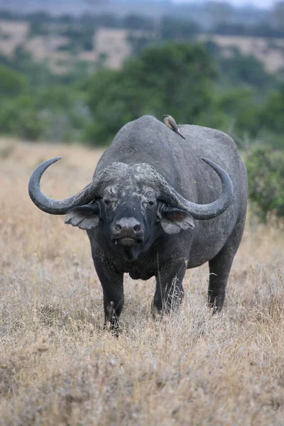 African buffalo (Syncerus caffer) African Buffalo