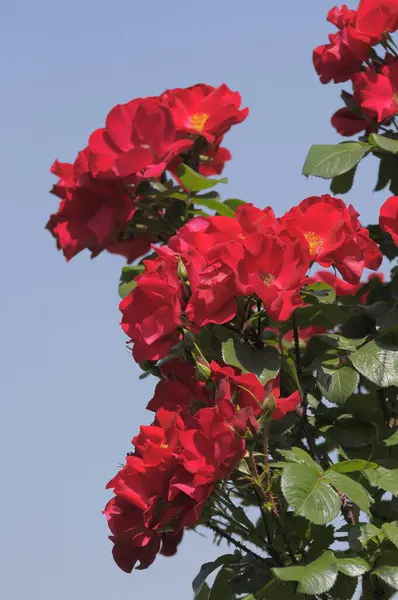 Pojedyncza Kwitnąca Czerwona Róża Ogrodzie — Zdjęcie stockowe