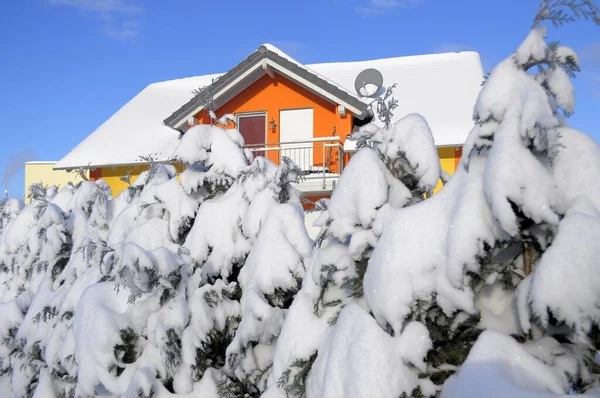 Hedge Snow House Winter — Stock Photo, Image