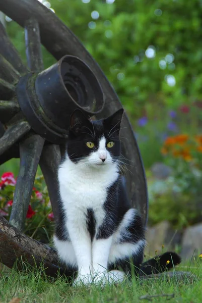 Domowy Kot Siedzący Przed Starym Kołem Wagonu Kot Siedzi Przed — Zdjęcie stockowe