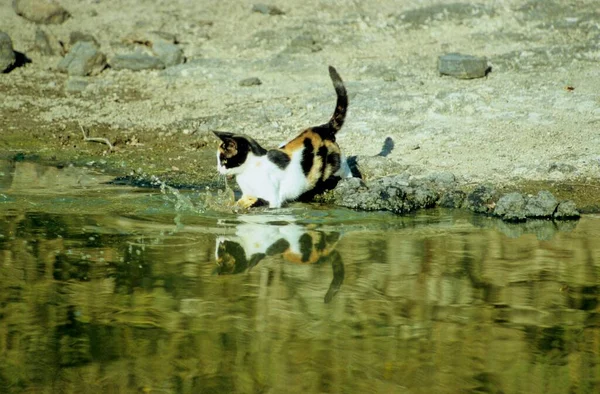 Siyah Kırmızı Beyaz Benekli Kedi Suya Atlıyor — Stok fotoğraf
