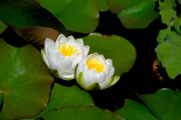 European White Water Lily Nymphaea Alba Flowering Garden Pond White — Stock Photo, Image
