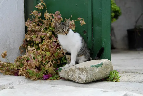 Młody Kotek Domowy Makrela Szara Białym Siedzący Kamieniu Przed Zielonymi — Zdjęcie stockowe