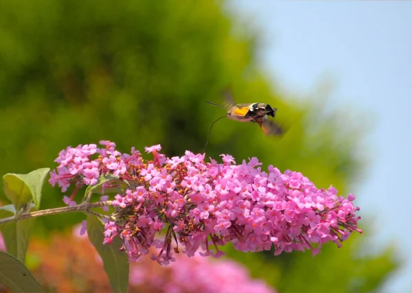 Koliber Hawkmoth Gołąb Hawkmoth Motylku Buddleja Davidii Summer Lilac Motyl — Zdjęcie stockowe