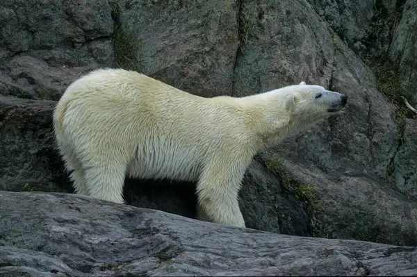 Полярний Ведмідь — стокове фото