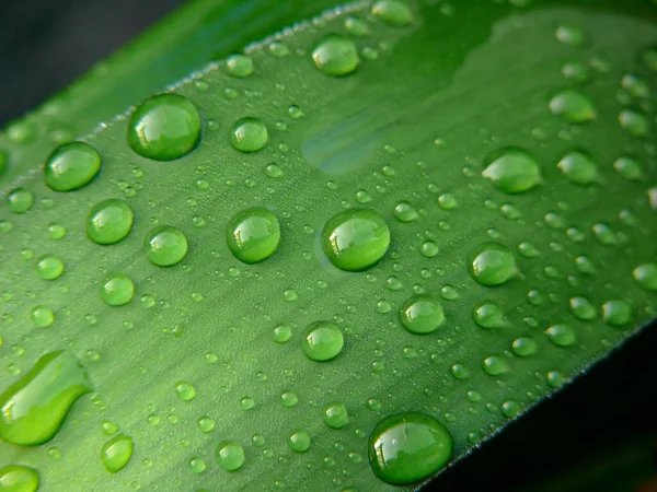 Regentropfen Auf Einem Blatt Wassertropfen — Stockfoto
