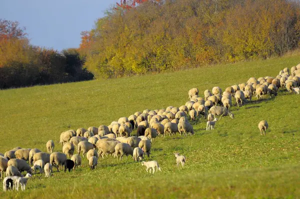 Пейзаж Швабский Альб Стадо Овец Осенью Пастбища Домашних Овец Ovis — стоковое фото