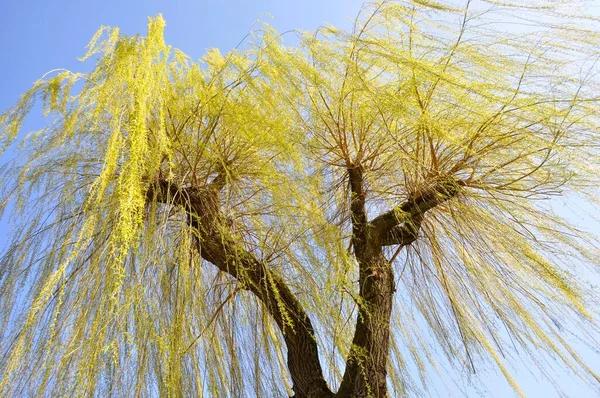 Свіжі Пагони Плачучої Верби Salix Babylonica Навесні Сильний Вітер Плачуча — стокове фото