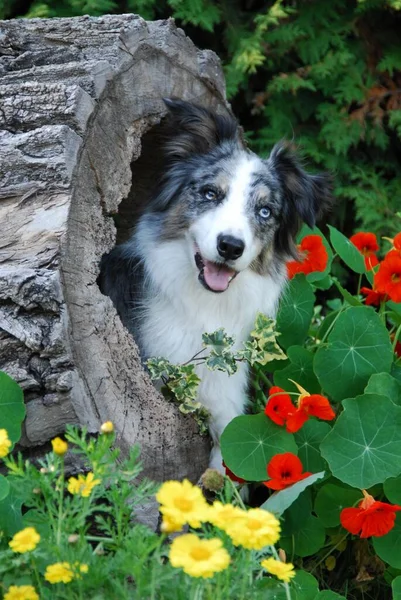 Krásný Hraniční Kolie Pes Přírodním Pozadí — Stock fotografie