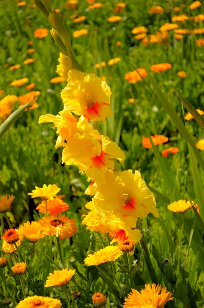 Gladiolus Marigold Field Marigolds Calendula Officinalis Gladiolus Sword Lily Gladiolus — Stock Photo, Image