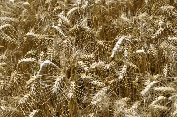フィールド内のライ麦 穀物フィールド — ストック写真